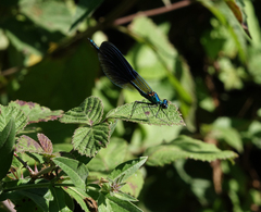 Calopteryx splendens intermedia