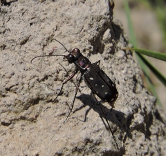 Cicindela