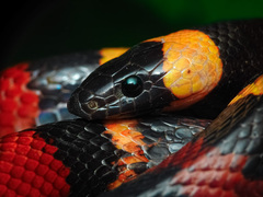 Lampropeltis annulata