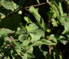 Calopteryx splendens intermedia