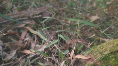 Ottochloa gracillima