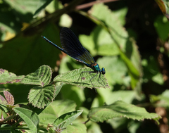 Calopteryx splendens intermedia
