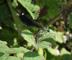 Calopteryx splendens intermedia