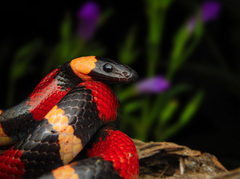 Lampropeltis annulata