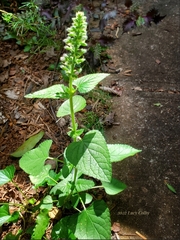 Agastache foeniculum