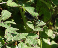 Calopteryx splendens intermedia