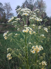 Senecio bonariensis