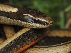 Coniophanes imperialis
