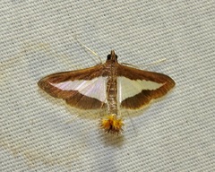 Diaphania modialis