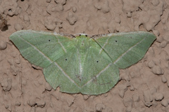 Dichorda illustraria