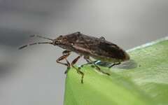 Rhypodes