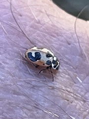 Hippodamia parenthesis