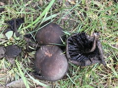 Neohygrocybe