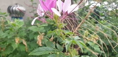 Cleome houtteana