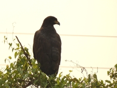 Buteogallus urubitinga