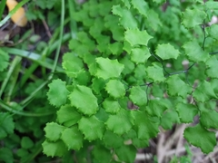 Adiantum chilense