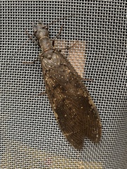Megaloptera