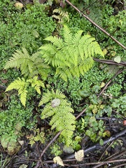 Dryopteris expansa