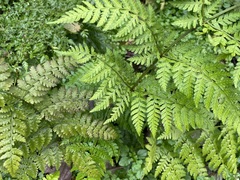 Dryopteris expansa