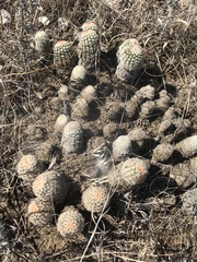 Echinocereus reichenbachii caespitosus
