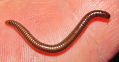Spirostreptus