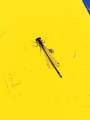 Ischnura denticollis