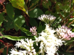 Eupatorium formosanum