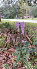 Physostegia purpurea