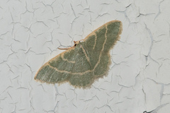 Chlorochlamys appellaria