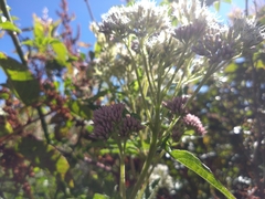 Eupatorium formosanum