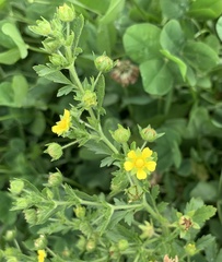 Potentilla norvegica