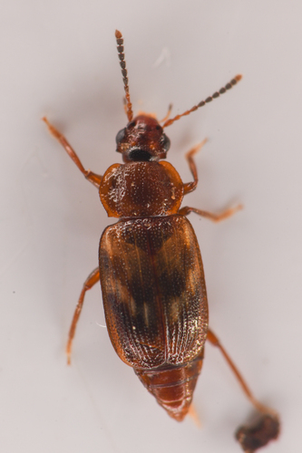 Deinopteroloma subcostatum photo 5