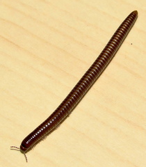 Spirostreptus