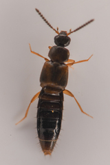 Aleocharinae
