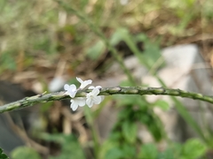 Stachytarpheta cayennensis