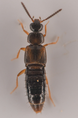 Aleocharinae