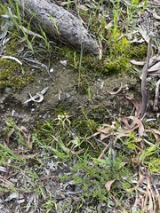Caladenia tentaculata