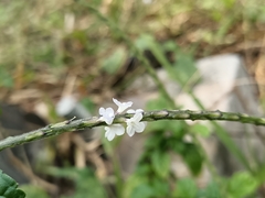 Stachytarpheta cayennensis