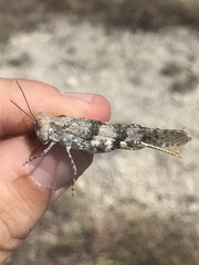 Trimerotropis saxatilis