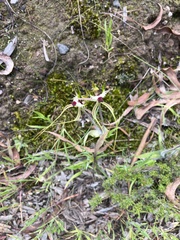 Caladenia tentaculata