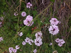 Glandularia laciniata