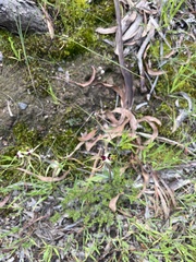 Caladenia tentaculata