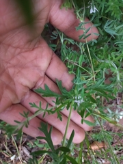 Glandularia laciniata