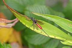 Dolichomitus irritator