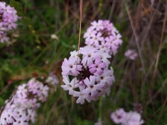 Glandularia laciniata