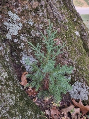 Picea glauca glauca
