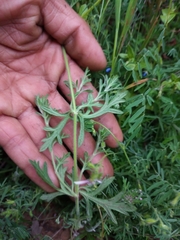 Glandularia laciniata