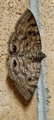 Speiredonia spectans