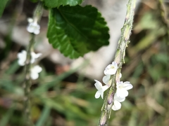 Stachytarpheta cayennensis