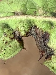 Liothrips ilex